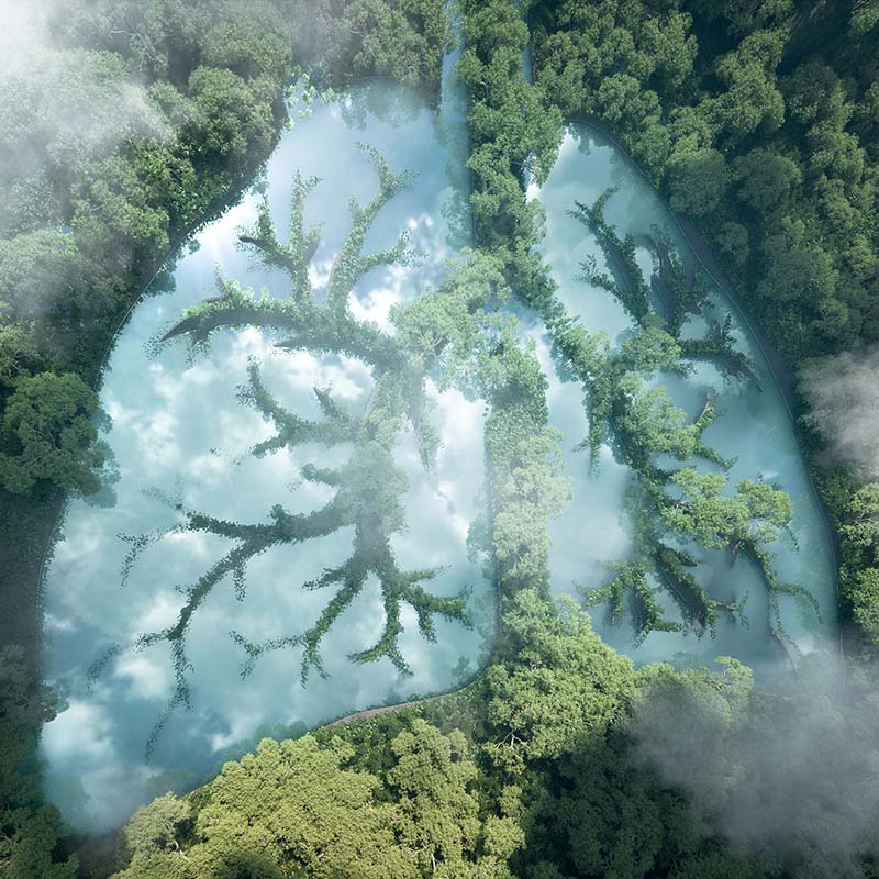 the lungs connection with nature featured