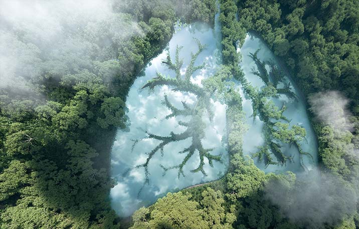 the lungs connection with nature